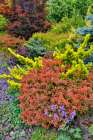 USA, Washington State, Sammamish. Garden in springtimewith evergreens, Japanese maple and barberry Art Print